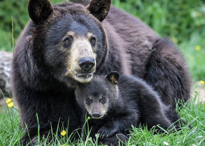 Planete Sauvage Colorado officials confirm woman fatally mauled by black bears ... photo
