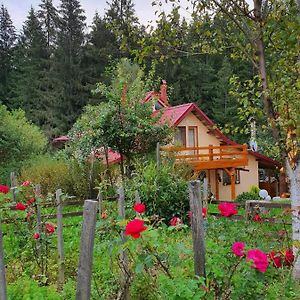 Hotel Forest Vibes Spa Cîmpu lui Neag Exterior photo